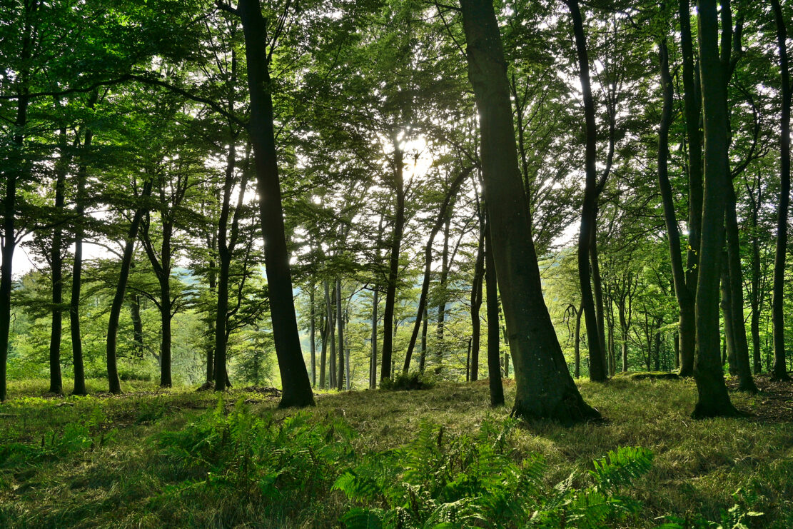 Ein Buchenwald, durch dessen Blätterdach die Sonne scheint