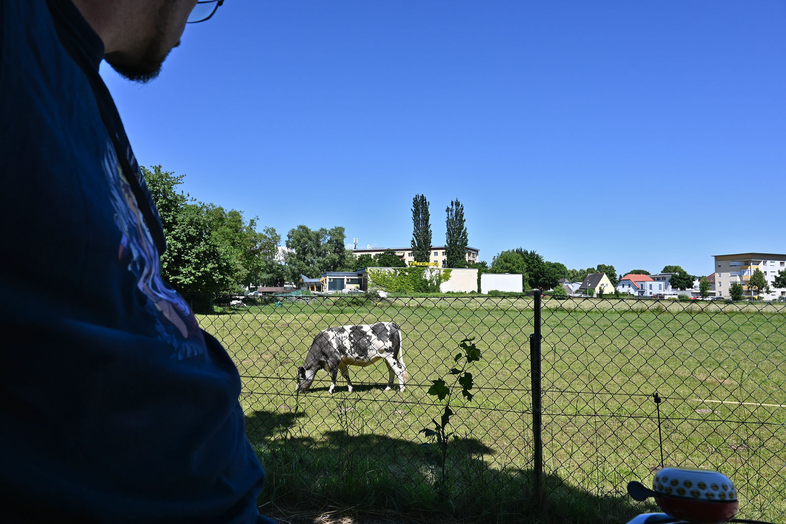 Kühe in Klagenfurt